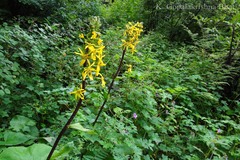 Ligularia hookeri
